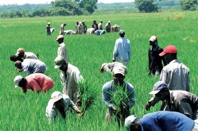 Mas 90 de hombres que trabajan agricultura RD son haitianos