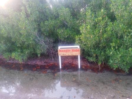Se realiza deslinde de humedad de zona de manglar que conecta con Parque de Manglares Estero Balsa