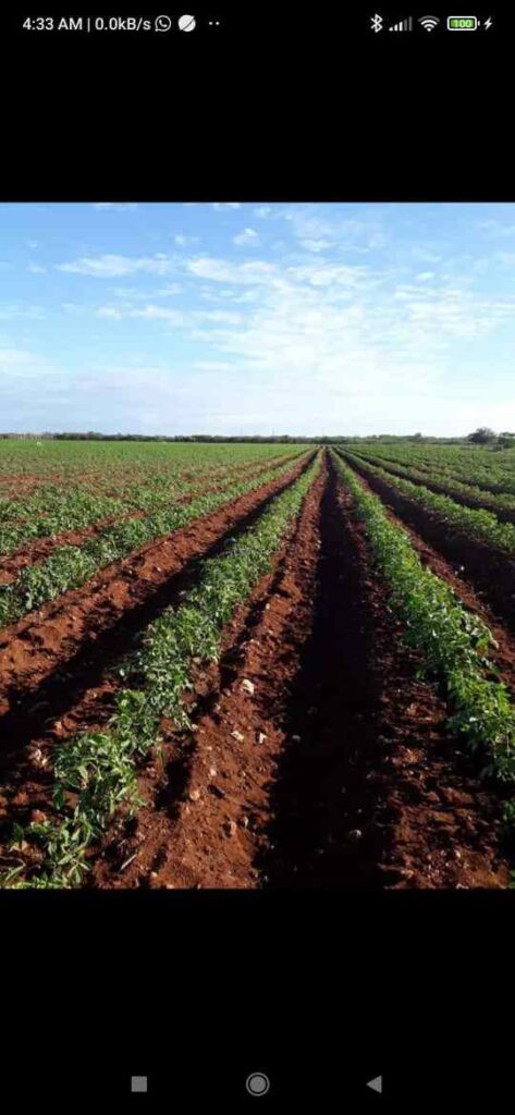 Suembra agricola que realizan los productores de Manzanillo utilizando el agua del Rio Masacre