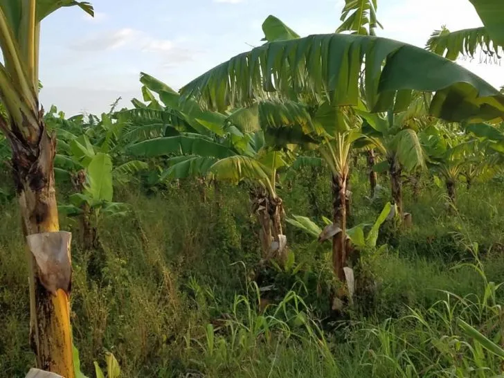 PLANTACIONES DE BANANO EN LA CRUZ MANZANILLO EN DETERIORO
